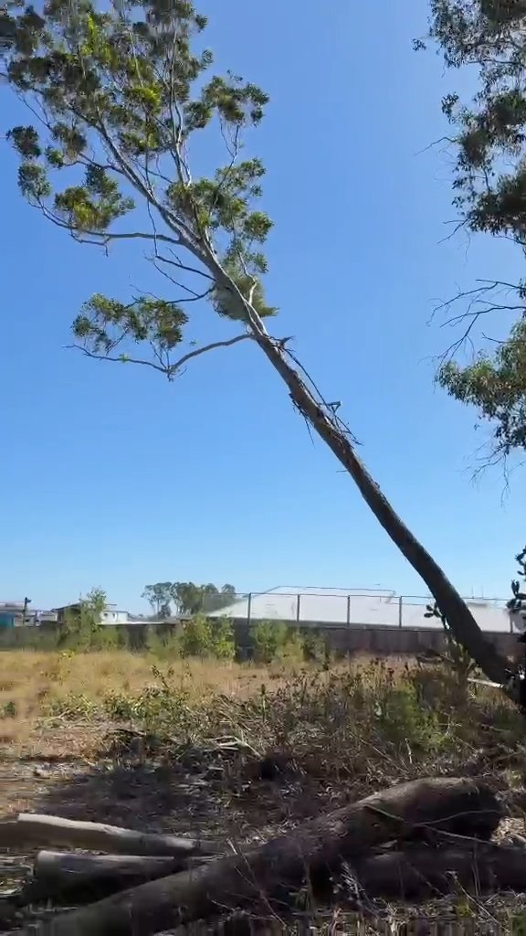 Sydney Tree Lopping Work